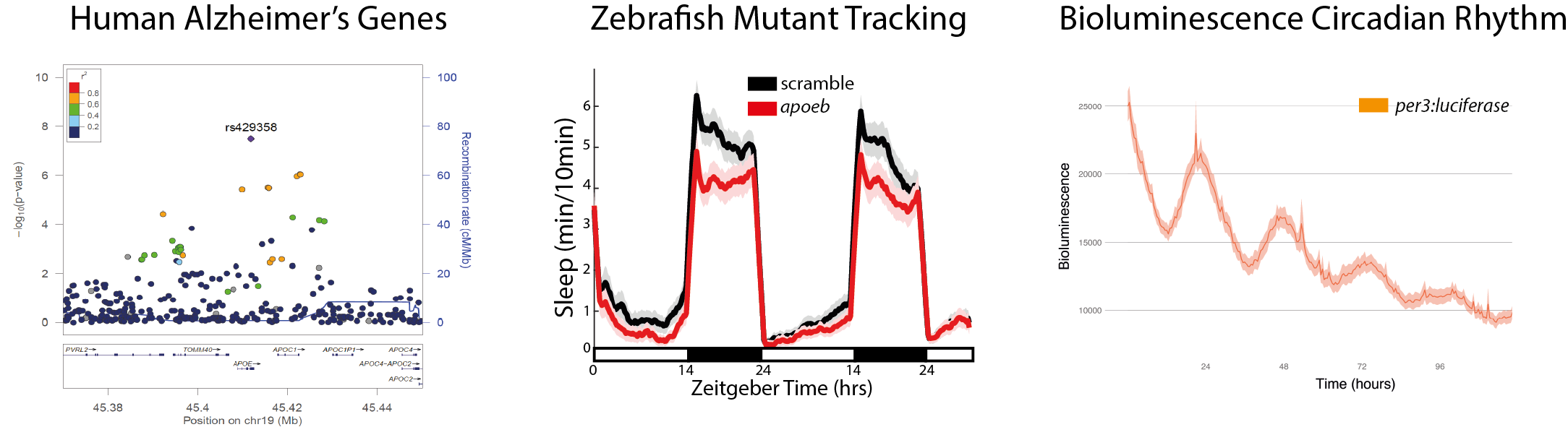 GWAS sleep associations